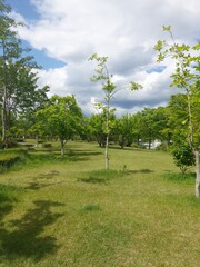 작은 나무 small tree