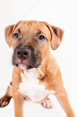 Obraz premium American Staffordshire Terrier puppy portrait isolated on white background. Dog muzzle close-up in studio