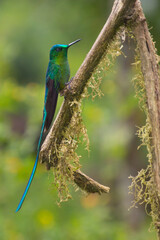 hummingbird © Pedro