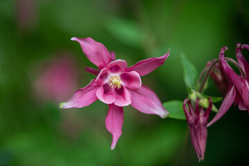 Pink blühende Akelei im Sommer 