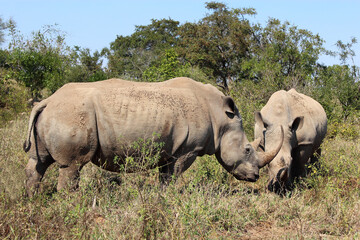 Naklejka premium Breitmaulnashorn / Square-lipped rhinoceros / Ceratotherium Simum