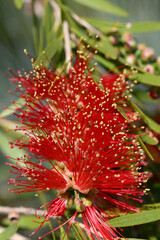 callistemon