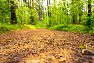Road in summer forest. View from the road level