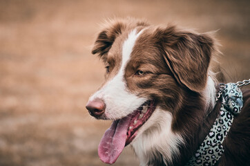 Border collie