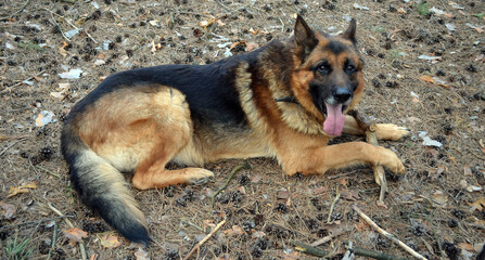 German shepherd dog in the forest