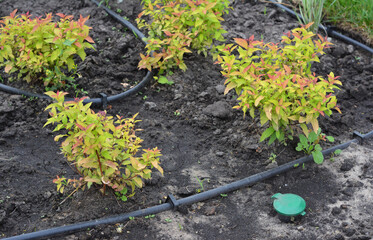 A close-up of drip irrigation or micro irrigation system in landscape design. Watering newly...