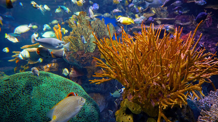 Seabed Aquarium Jellyfish Ocean