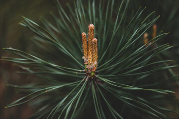 A green natural background with close-up view of a branch of pine flowering at the forest on sunny day. Young pine buds. Flowering Branches of Scots pine covered with yellow pollen