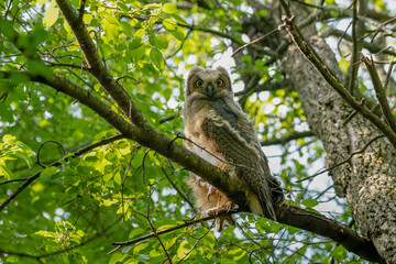 Recently fledged great horned owlet perched on a tree branch with a green leafy background