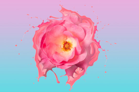 Beautiful liquefied pink rose with pink splashes on a pink iridescent light blue background