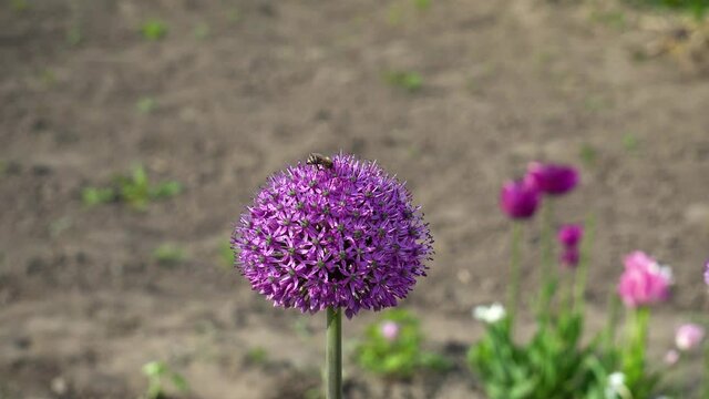 Allium Gladiator flowers blooming in spring garden. Purple blossoms grow in landscape with bee on top. Close up