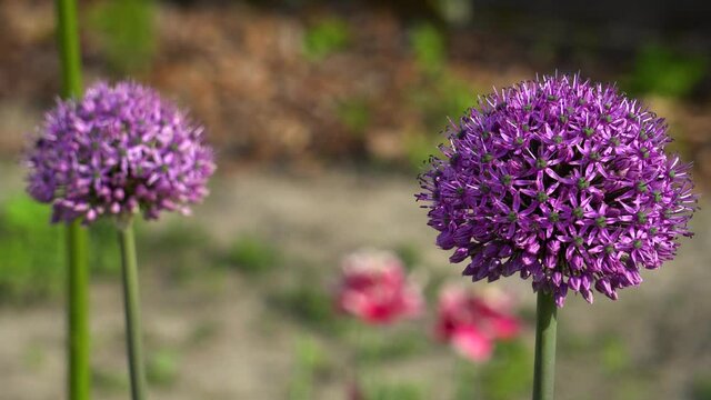 Allium Gladiator flowers blooming in spring garden. Purple blossoms grow in landscape. Close up