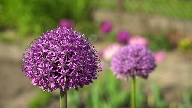 Allium Gladiator flowers blooming in spring garden. Purple blossoms grow in landscape by tulips. Close up