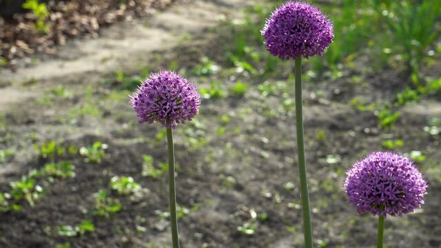 Allium Gladiator flowers blooming in spring garden. Purple blossoms grow in landscape shaking on wind.