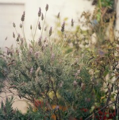 lavender in the field