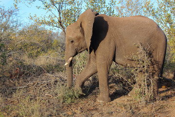 Fototapeta premium Afrikanischer Elefant / African elephant / Loxodonta africana...