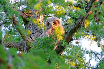 Great horned owlet perched in a green leafy tree in Canada