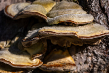 Texture of tinder fungus mushrooms growing on a tree macro photography. tinder conk mushroom pattern growing on a tree close-up photo in the springtime. - obrazy, fototapety, plakaty