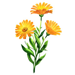 Branch of orange calendula officinalis. Marigold flowers or ruddles with leaves isolated, close up, hand drawn watercolor illustration on white background - obrazy, fototapety, plakaty
