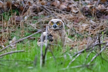 Great horned owlet with some new-found freedom exploring the ground in a forest. Spring 2020, Ottawa, Ontario, Canada 