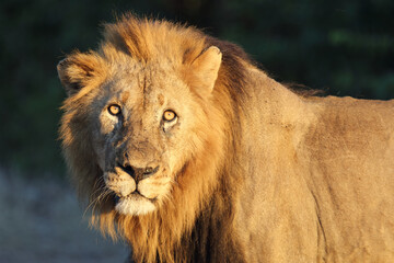 Afrikanischer Löwe / African lion / Panthera leo.