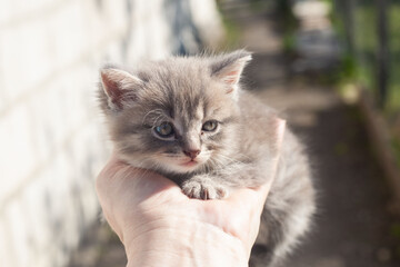 Naklejka na ściany i meble A small frightened gray kitten on the man's arm. outdoors