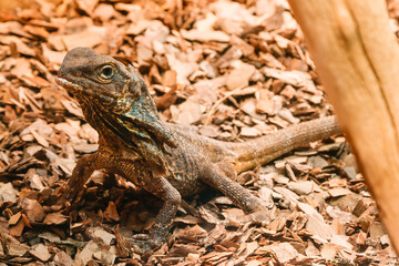 lizard