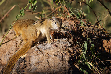 Ockerfußbuschhörnchen / Tree squirrel / Paraxerus Cepapi