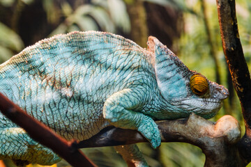 lizard