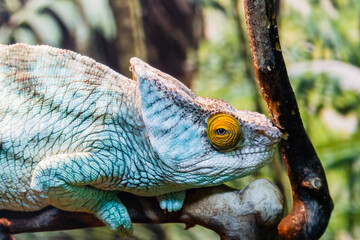 lizard