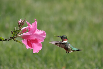Ruby Throated hummingbird male approaching pink flower on beautiful summer day