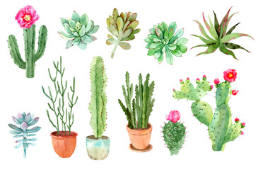 Succulents and cactus collection. Hand drawn watercolor plants. Isolated on white background