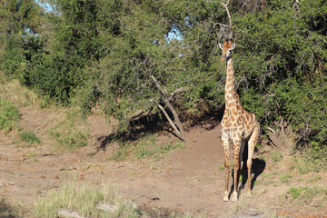 Giraffe / Giraffe / Giraffa camelopardalis