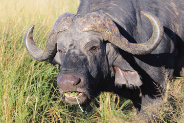 Obraz premium Kaffernbüffel / African buffalo / Syncerus caffer