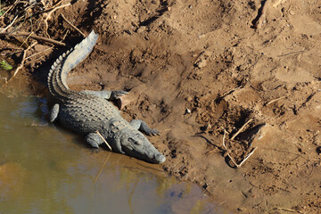 Nilkrokodil / Nile crocodile / Crocodylus niloticus