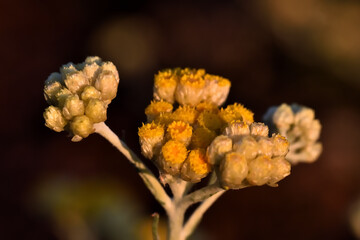 Detail of yellow flowers of immortelle or everlasting (Helichrysum arenaria) illuminated by evening light
