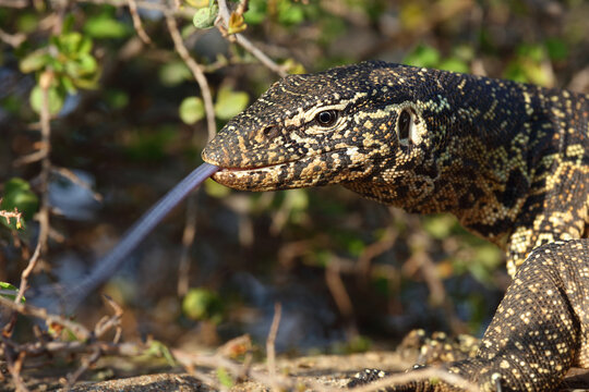 Nilwaran / Nile monitor / Varanus niloticus
