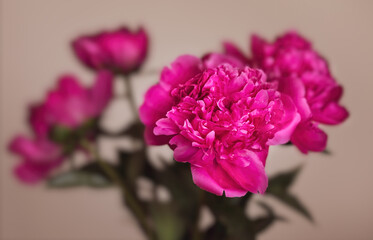  pink peonie flower on light background