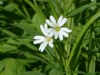 white flower 