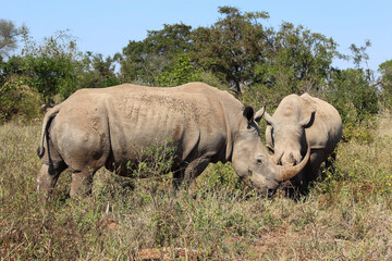 Naklejka premium Breitmaulnashorn / Square-lipped rhinoceros / Ceratotherium Simum