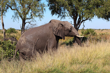 Fototapeta premium Afrikanischer Elefant / African elephant / Loxodonta africana