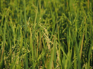 Fresh rice plant on field. Farming  Agriculture Harvest Cultivation season. Asia and Thailand 's Economic plant concept.