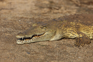 Nilkrokodil / Nile crocodile / Crocodylus niloticus