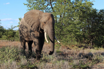 Afrikanischer Elefant / African elephant / Loxodonta africana