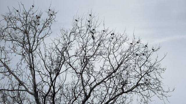 Birds with tree