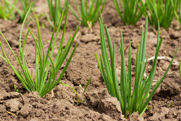 Obraz premium Green onions in the garden.