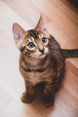 Sitting Bengal cat at home