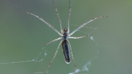 Spinne in gro&szlig;!