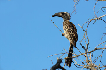 Grautoko / African grey hornbill / Tockus nasutus