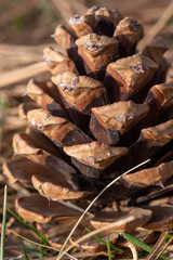 close up of pine cone